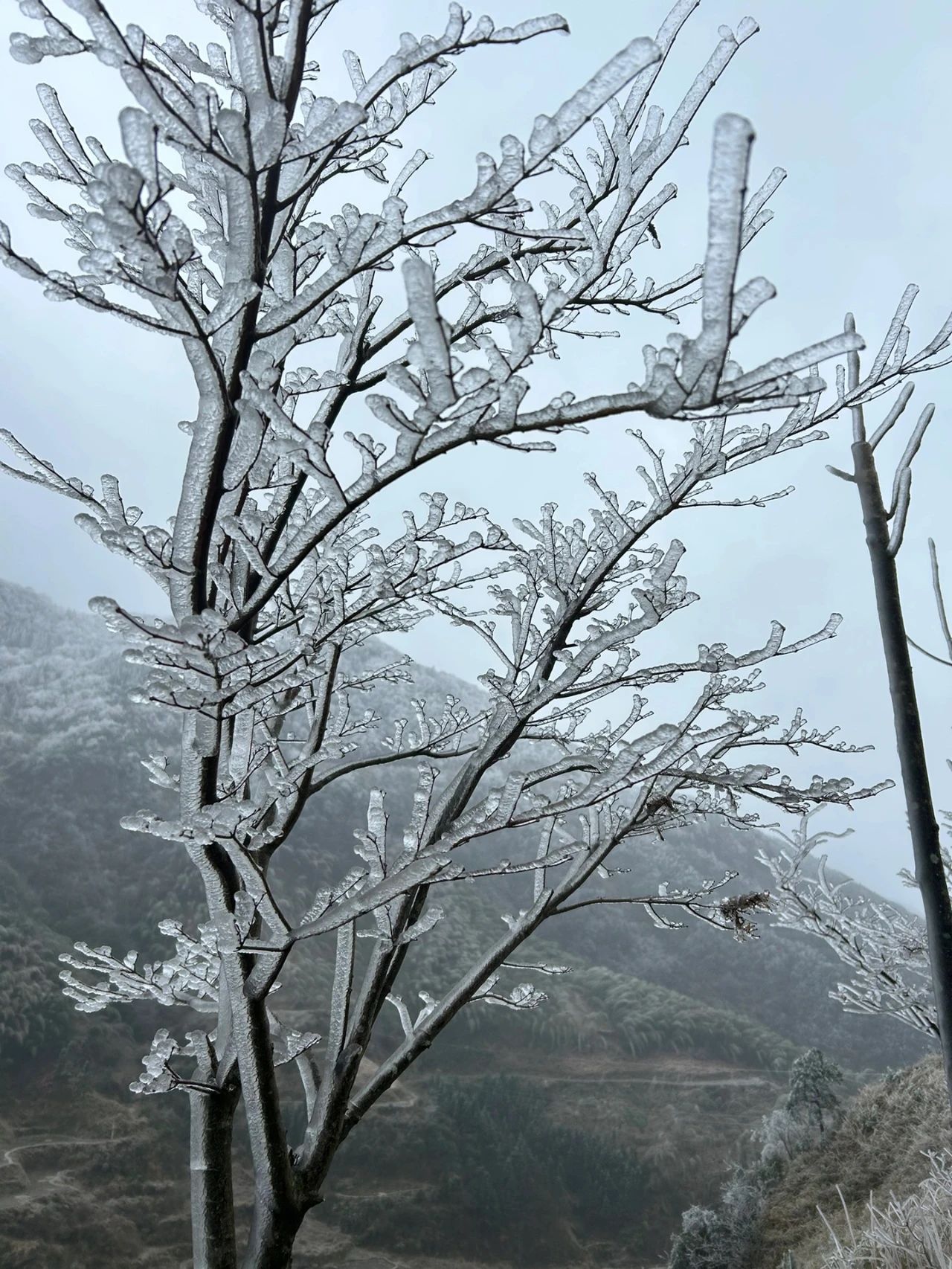 融水县高寒山区入眼可见的雪白高山 让人不经意间 仿佛进入另一个人间天堂 ...