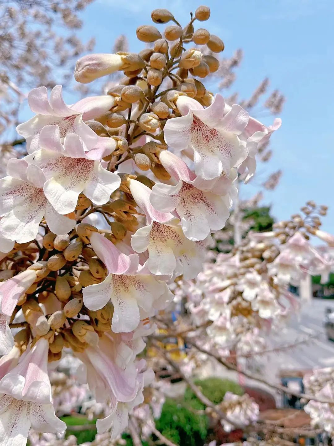 柳州又见一“繁花” 最佳观赏点在这里