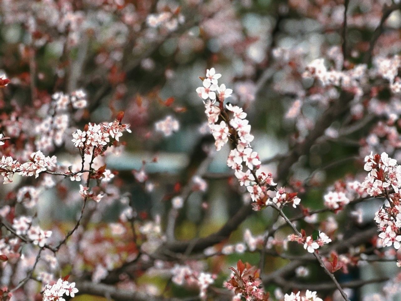 紫叶李花开 相约春天里