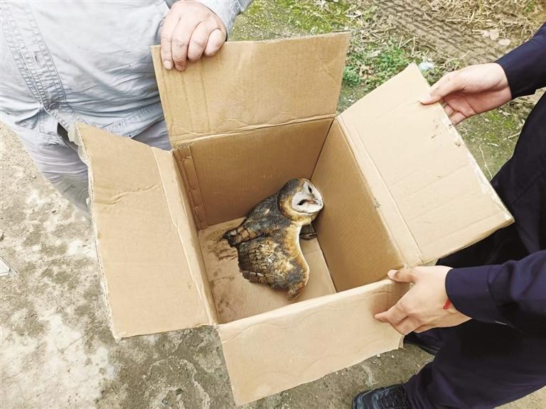 饿到飞不动 掉落在地上 一只猴面鹰被市民捡到后交给警方送到市动物园
